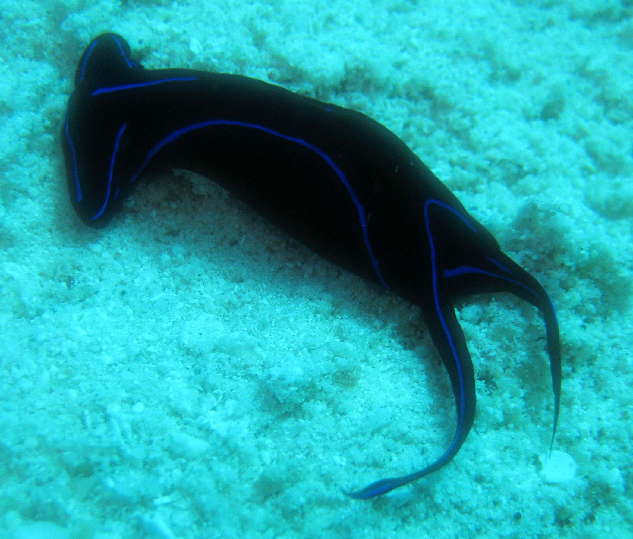 Fiji Scuba Diving – Matava Resort Kadavu