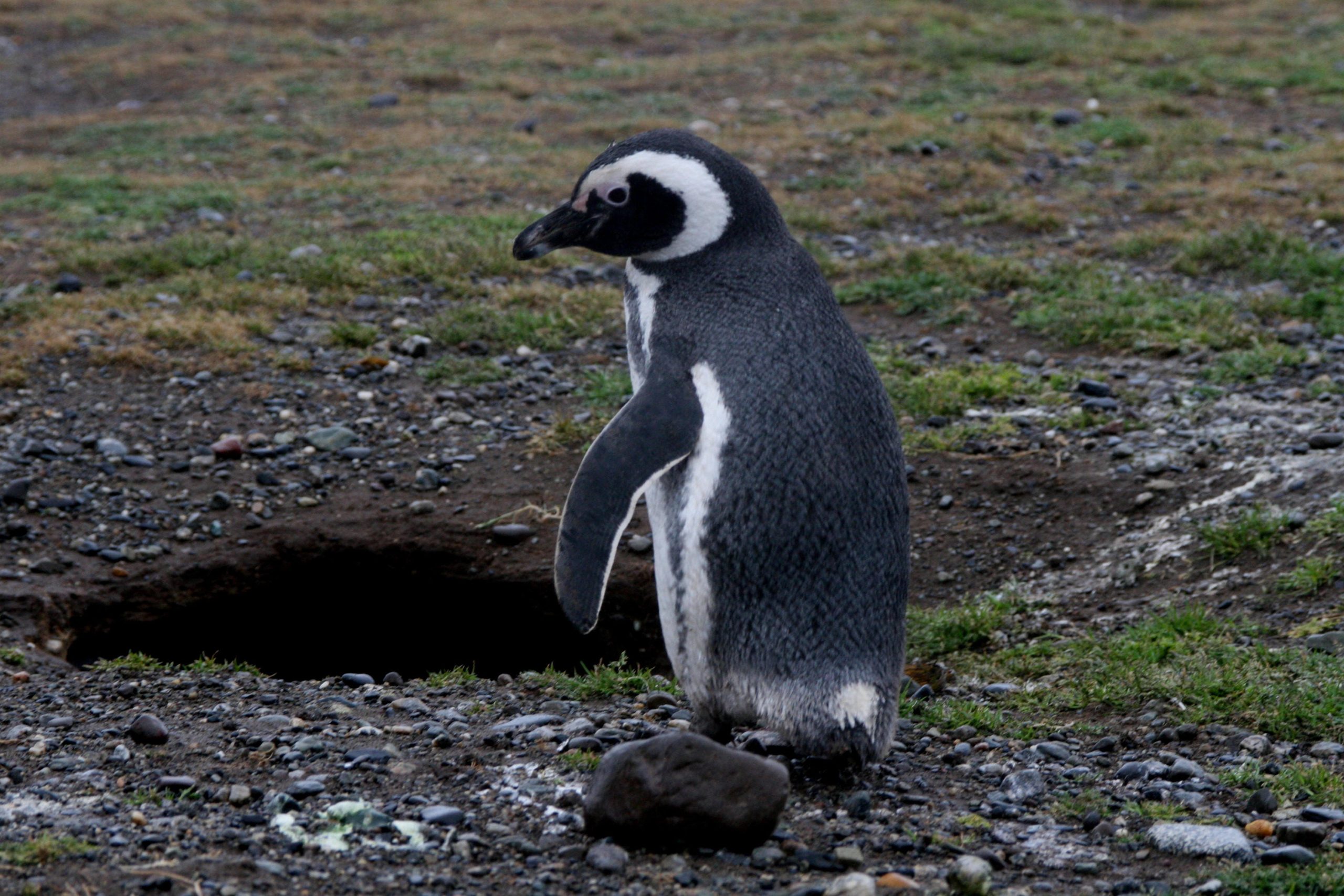 Punta Arenas  & Isla Magdalena – Chile