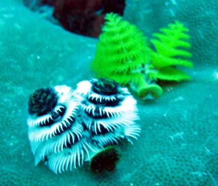 100_1615xmas tree worms