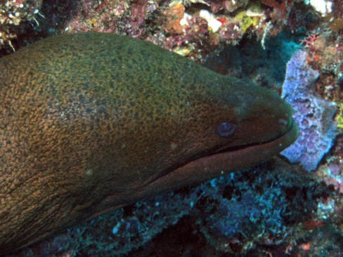 100_1813green moray eel