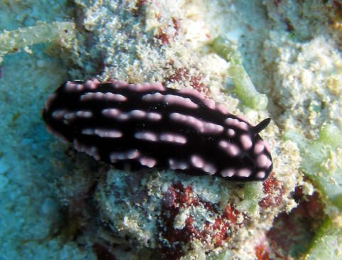 100_1820nudi 3