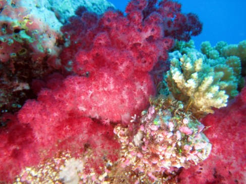 100_1823fiji soft coral2