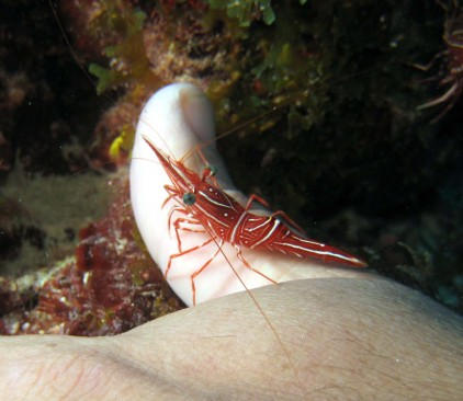 100_1905cleaner shrimp3