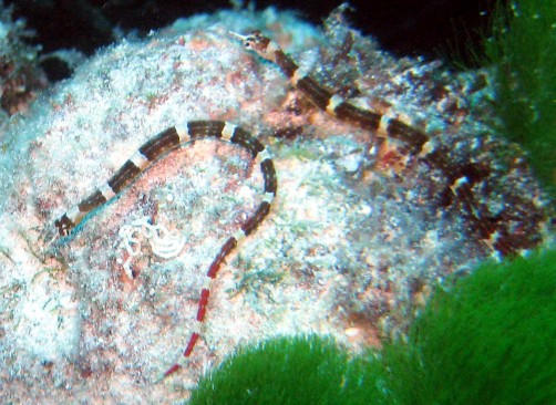 100_1931pipefish 2