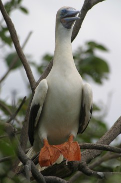 Red footed Booby Bird