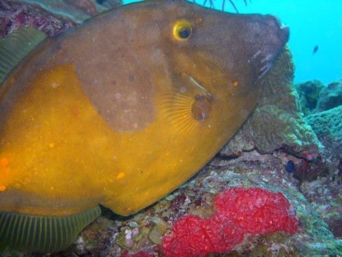 Whitespotted Filefish