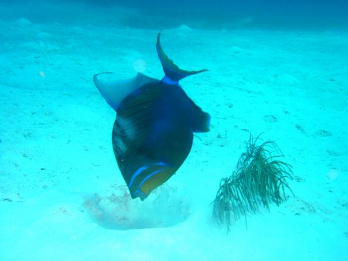 Queen Trigger Fish