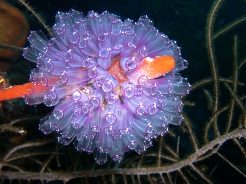 Purple Tunicates