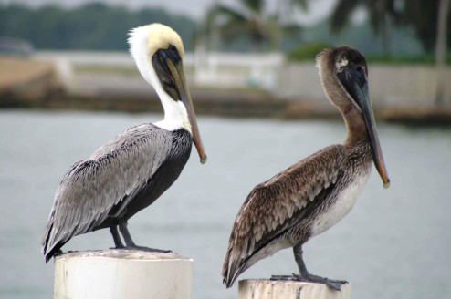 Dec 25 2003 012 pelicans