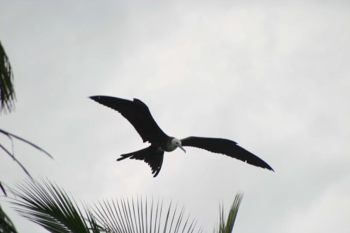 Dec 25 2003 043frigate bird