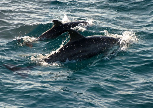 dolphins off the bow