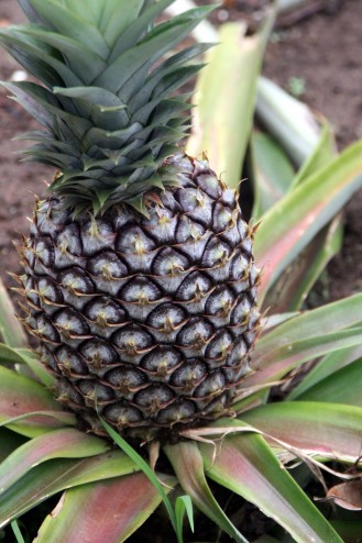 900_0290pineapple