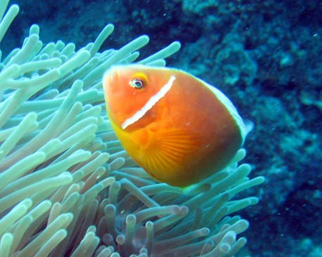 Copy of 100_1650anenome fish4