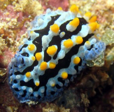 Copy of 100_1680 nudi2a