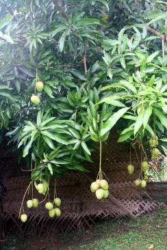 It's Mango season in Fiji