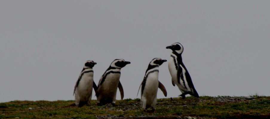 Punta Arenas  & Isla Magdalena – Chile