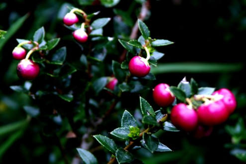 Calafate Berries